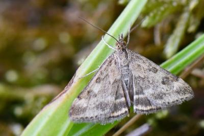 <i>Pyrausta despicata</i>