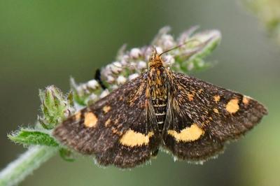 <i>Pyrausta aurata</i>