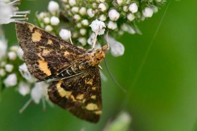 <i>Pyrausta aurata</i>