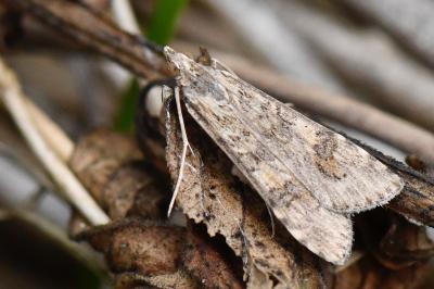 <i>Nomophila noctuella</i>