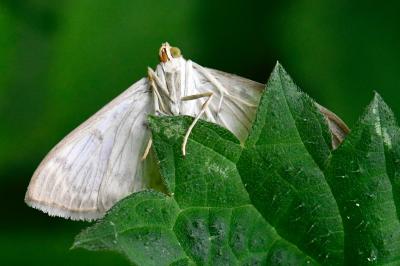 <i>Patania ruralis</i>