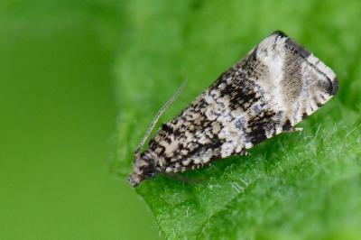 Tordeuse du fraisier