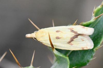 <i>Agapeta hamana</i>