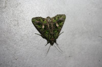 Noctuelle de l'Arroche 