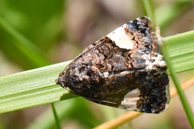 Noctuelle en deuil 