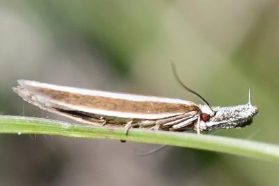 <i>Pleurota aristella</i>