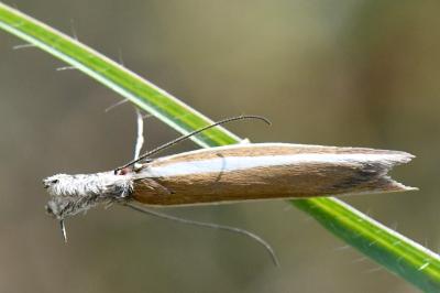 <i>Pleurota aristella</i>
