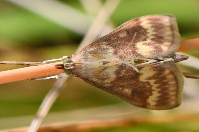 <i>Ostrinia nubilalis</i>