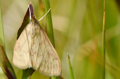 <i>Ostrinia nubilalis</i>