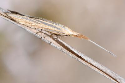 <i>Coleophora</i>
