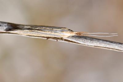 <i>Coleophora</i>