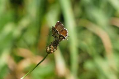 Brun du pélargonium 
