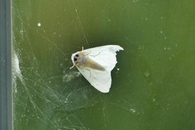 L-noir 