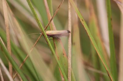<i>Oncocera semirubella</i>