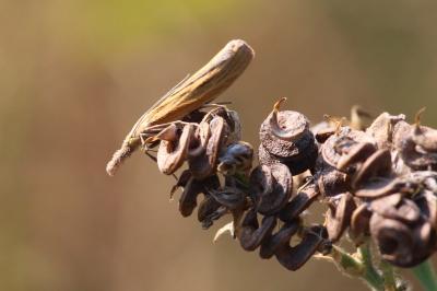 <i>Pediasia luteella</i>
