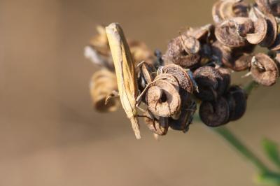 <i>Pediasia luteella</i>