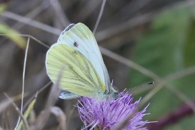 Piéride du Navet 