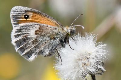 Fadet commun 