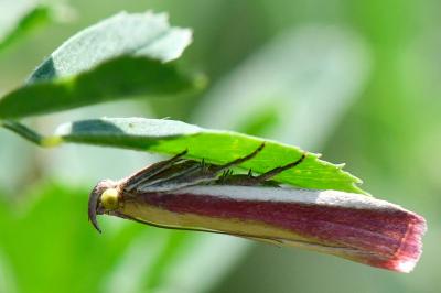 <i>Oncocera semirubella</i>