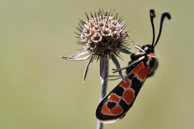 Zygène de la Petite coronille 