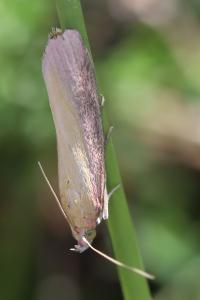 <i>Oncocera semirubella</i>