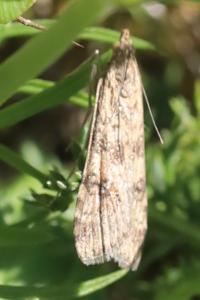 <i>Nomophila noctuella</i>