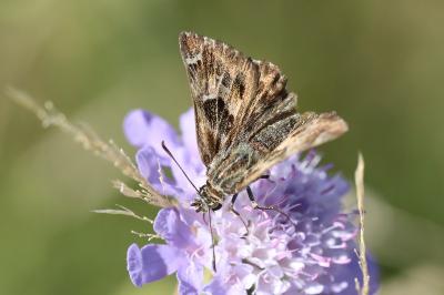 Hespérie de l'Alcée 