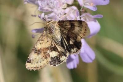 Noctuelle de la Cardère 
