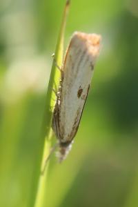 <i>Agriphila inquinatella</i>