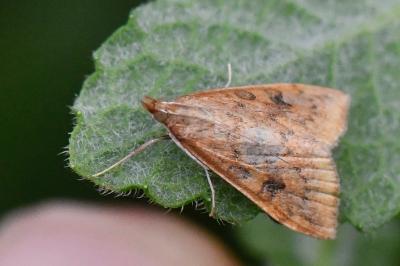 <i>Udea ferrugalis</i>