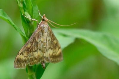 <i>Ostrinia nubilalis</i>