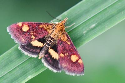 <i>Pyrausta aurata</i>