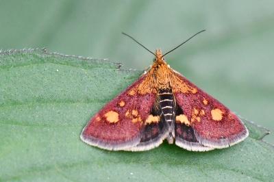 <i>Pyrausta aurata</i>