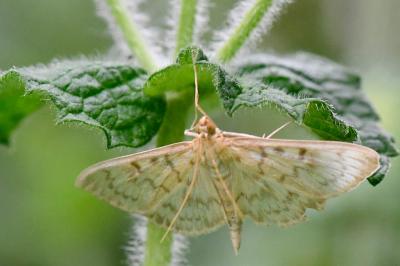<i>Patania ruralis</i>