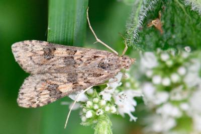 <i>Nomophila noctuella</i>