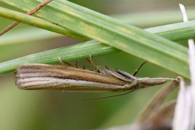 <i>Agriphila tristella</i>