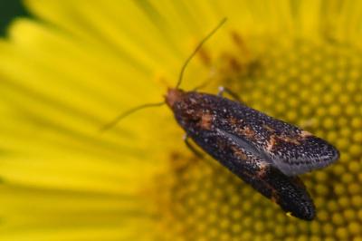 <i>Apodia bifractella</i>