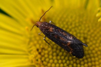 <i>Apodia bifractella</i>