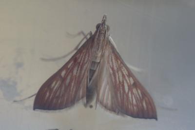 <i>Antigastra catalaunalis</i>
