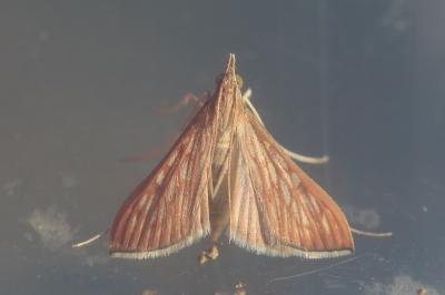 <i>Antigastra catalaunalis</i>
