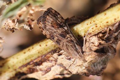 <i>Nomophila noctuella</i>