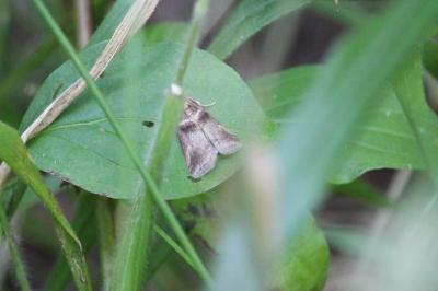 <i>Acrobasis</i>
