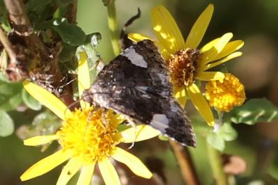 Noctuelle en deuil 