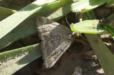 <i>Pyrausta despicata</i>