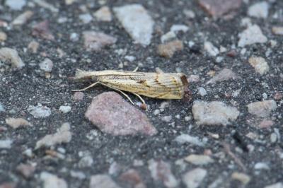 <i>Agriphila geniculea</i>