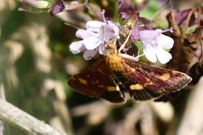 <i>Pyrausta aurata</i>