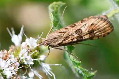 <i>Nomophila noctuella</i>