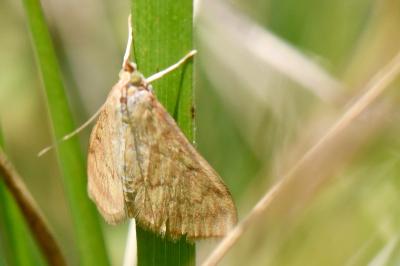 <i>Ostrinia nubilalis</i>