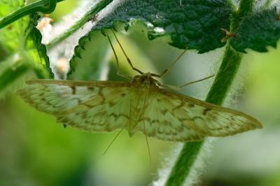 Patania ruralis