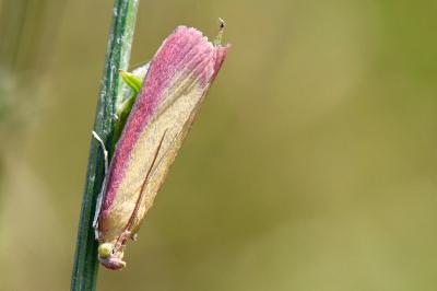 <i>Oncocera semirubella</i>